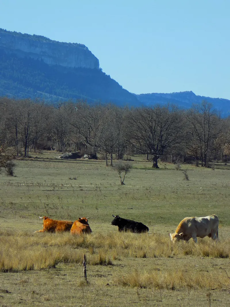 Toros pastando en el monte Valonsadero